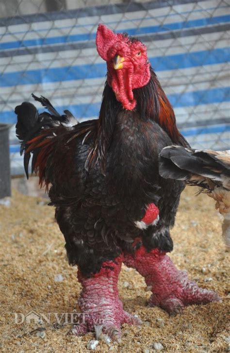 Dong Tao Chinese Dragon Chicken In 2020 Chicken Breeds