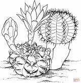 Cactus Coloring Pages Printable Kids Color Print Colorat Drawing Printables Flower Supercoloring Drawings Gymnocalycium Mihanovichii Cliparts Para Paintings Outline Plansa sketch template