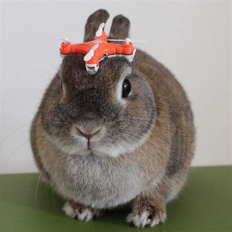 drone   bunny konatsu usagi bunny rabbit flickr