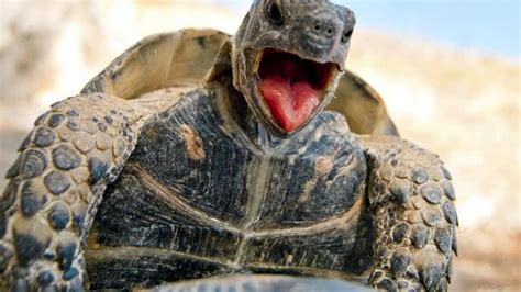 Tortoise Having Sex Gets Interrupted Chases Man Video