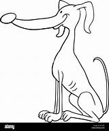 Greyhound Cartoon Illustration Funny Alamy Coloring Purebred Dog Book sketch template