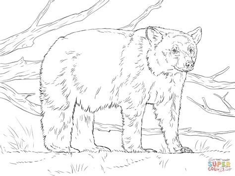 realistic american black bear coloring page supercoloring polar bear