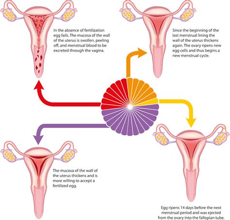 Sexual Intercourse During Menstrual Cycle Transsexual Women