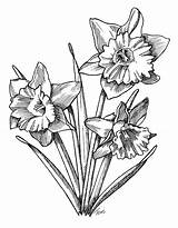 Daffodils sketch template