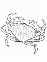 Crab Coloring Pages Crabs Sheets Kids Drawing Adult sketch template