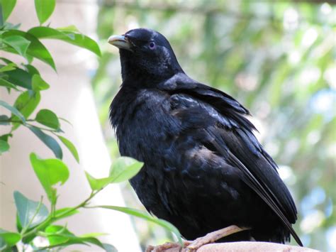 bowerbirds archives trevors birding trevors birding