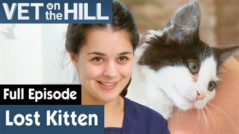 🐱 Lost Kitten Found In Bush Full Episode S03e07 Vet On The Hill