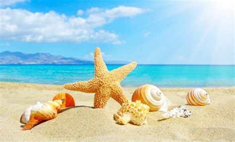 summer beach  starfish  shells stock photo image  seashells