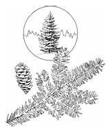 Spruce Coloring Tree Branchlet Sitka Cones sketch template