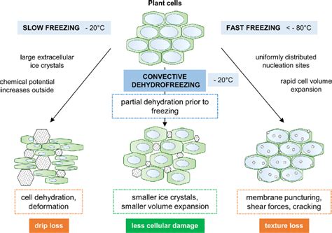 freezing cells amardacomau