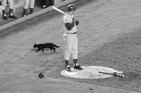 today   cubs history ron santo   black cat