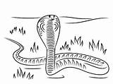 Cobra Coloring King Pages Passing Grass Through sketch template