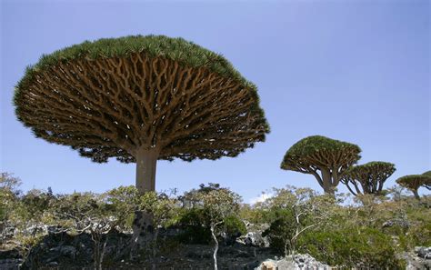 bijzondere bomen pasa bon