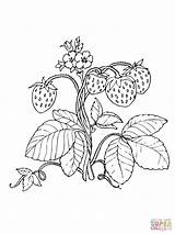 Coloring Strawberry Pages Strawberries Drawing Red Supercoloring Plant Printable Fruit Erdbeere Kids Getdrawings Fruits Silhouettes Pencil Für Categories sketch template