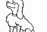 Skirt Poodle Clipartmag Drawing Coloring sketch template
