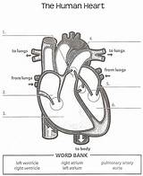 Worksheet Anatomy Labeling Worksheets Blank Luxus Heartbeat Learn Physiology Koran Sticken Quia Atrium sketch template