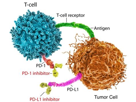Pd1 Antibody Selection Tool Bio X Cell