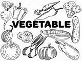 Vegetales Vegetable Vectores Adultos Broccoli sketch template