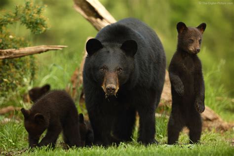 Mama Black Bear And Cubs