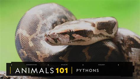 Ball Python Anatomy Anatomical Charts And Posters