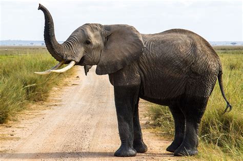 bild mit rahmen afrikanischer elefant