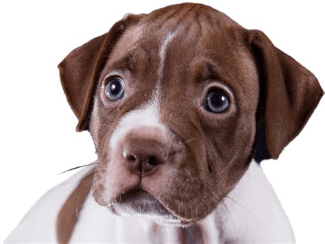 litter registration worldwide dog registry