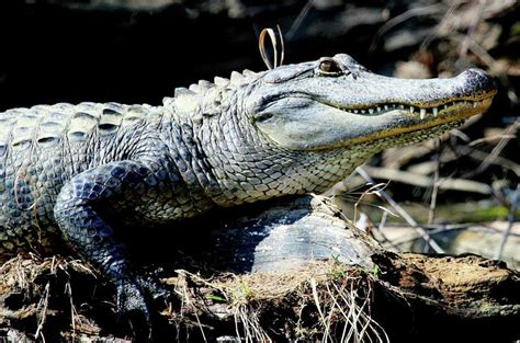 on the outdoors 14 footer underscores growth of texas gator population