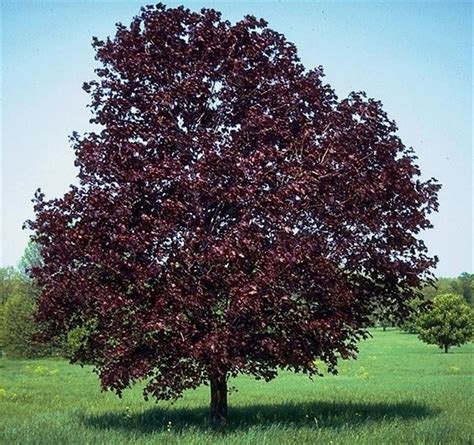 royal red norway maple shade trees red maple tree michigan trees