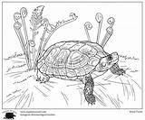 Turtle Celebrate Harris Harriscenter sketch template