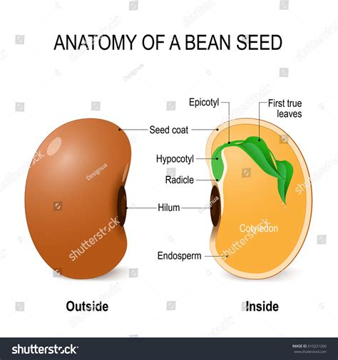 anatomy bean seed vector diagram  stock vector royalty