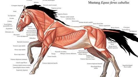 horse anatomy google pretrazivanje pferd anatomie anatomie pferd