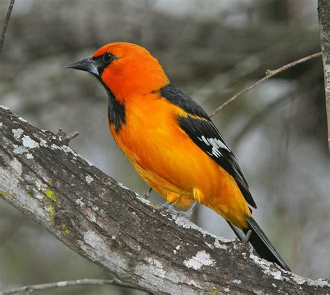 orange  black bird perching  tree branch  stock photo
