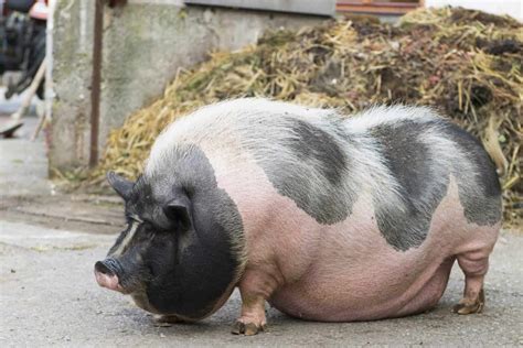 whats  top   pet pig breeds valleyofthepigscouk