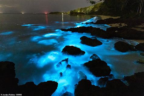 mesmerizing   bioluminescent algae   coast  australia