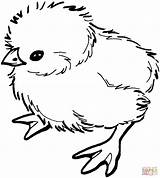 Chick Baby Clipart Coloring Chicken Clip Pages Printable Library sketch template