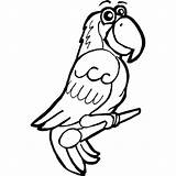 Parrot Parrots Macaws Arara Drawinghowtodraw sketch template
