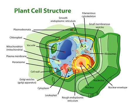 cell wall  types  cell wall  pharmacognosy