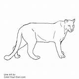 Puma Cougar Cougars Colering Catamount sketch template