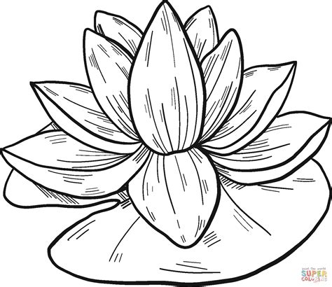 water lily coloring page  printable coloring pages water lily