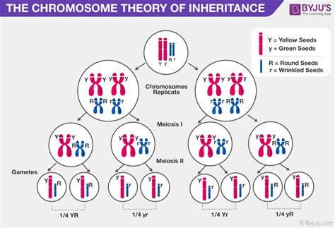 Chromosomal Theory Of Inheritance – An Overview And Basis Of Inheritance