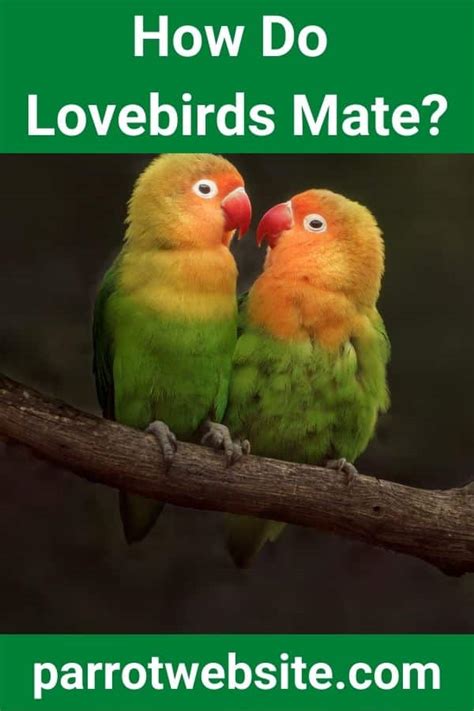 How Do Lovebirds Mate Explained Parrot Website