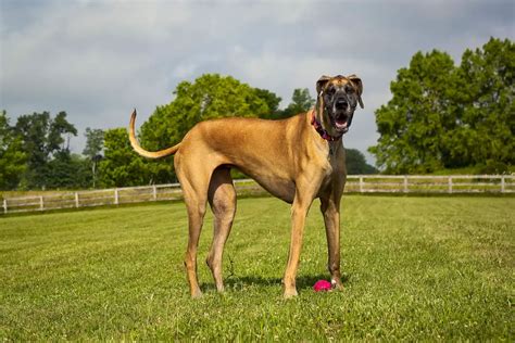 officially recognized great dane colors  pictures