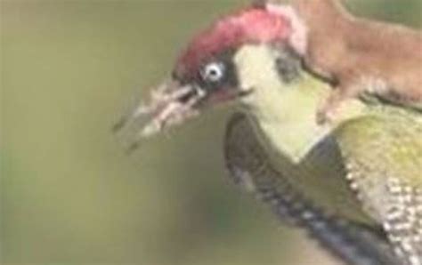incredible photo weasel riding flying woodpecker goes viral sparks