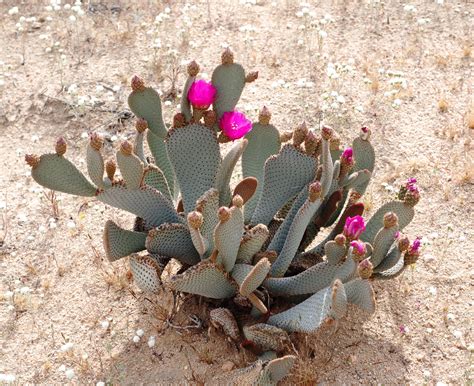 beavertail cactus opuntia basilaris opuntia basilaris nativity