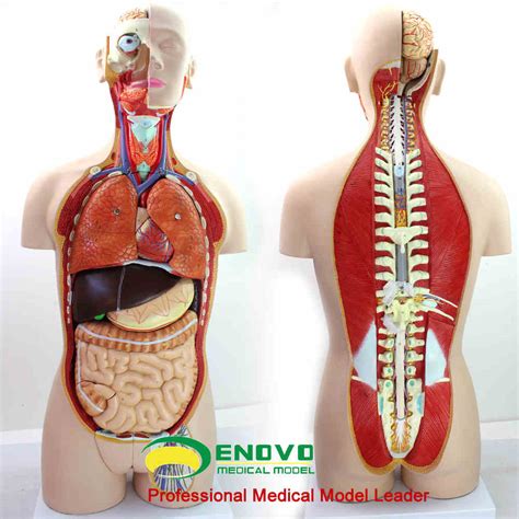 18 Component 85cm Clone Body Organ Structure Of Human Body Structure In
