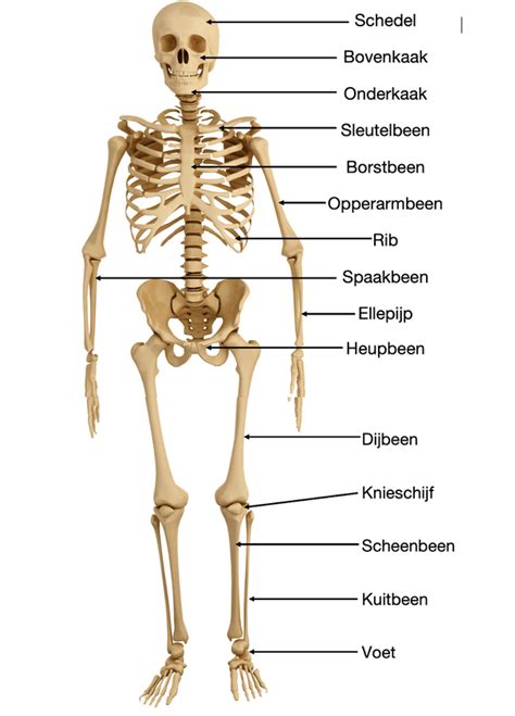 skelet lessen menselijk lichaam lichaam het menselijk lichaam  xxx hot girl