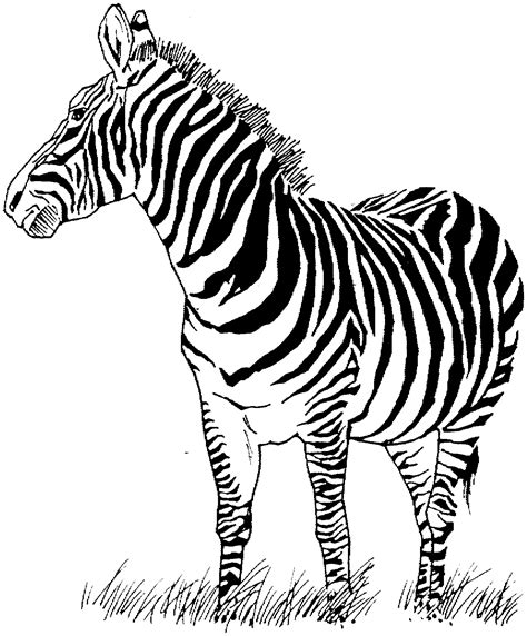 zebra coloring page google search zebra coloring pages zebra