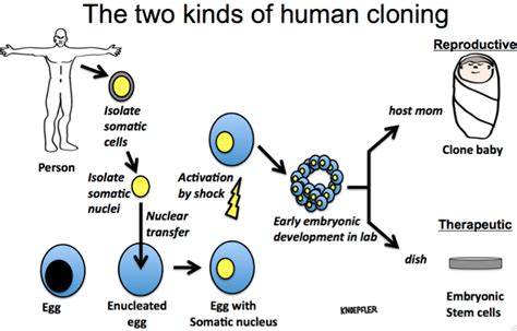human cloning successfully  embryonic stem cells  niche