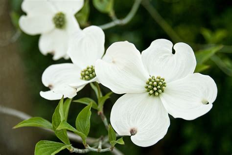 selection  care  dogwoods alabama cooperative extension system