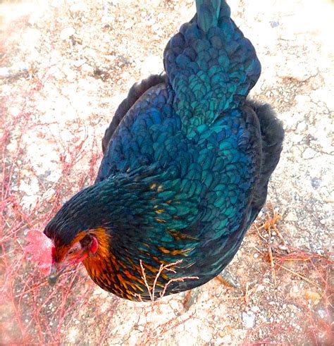 my beautiful black sexlink hen with gold lined chest feathers pretty